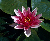 Nymphaea X Hybride