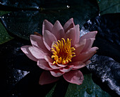 Nymphaea X Hybride