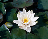 Nymphaea tuberosa 'Pöstlingsberg'