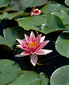 Nymphaea X hybrid