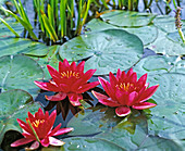 Nymphaea hybr. 'Escarboucle' (water lily)