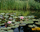 Nymphaea x hybrid 'Fritz Junge'