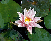 Nymphaea odorata 'Rosea'