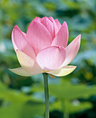 Nelumbo 'Rubra'