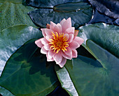 Nymphaea