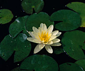 Nymphaea