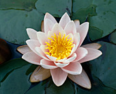 Nymphaea hybrid