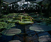 Victoria amazonica