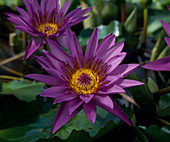 Nymphaea 'Henry Moore'