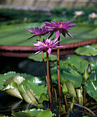 Nymphaea