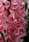 Hyacinthus orientalis 'Fondant'