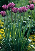 Tulipa hybr. 'Attila'