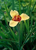 Tigridia pavoria (Tiger flower)