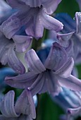 Hyacinthus orientalis 'Delft blue'