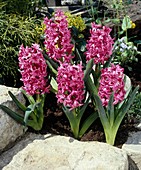 Hyacinthus orientalis