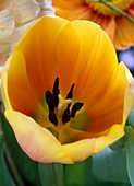 Tulipa 'Ad Rem' (Tulpe), Makro