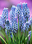 Muscari armeniacum 'Blue Magic'