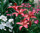 Lilium hybrid (lily)