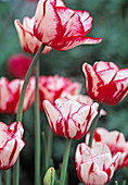 Tulipa 'Cardill Hull'