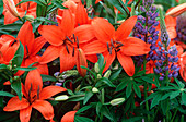 Lilium hybrids