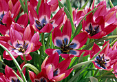 Tulipa 'Little Beauty'