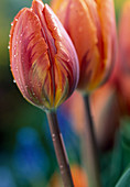 Tulipa hybr. 'Princess Irene' (yellow)