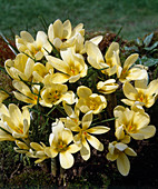 Crocus chrysanthus