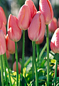Tulipa 'Menton' (tulips), single late French tulips