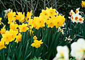 Narcissus - Hybr. 'Goldene Ernte'