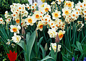Narcissus - Hybr. 'Flower Record', 'Cragford'