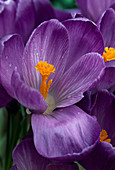 Crocus vernus