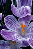 Crocus vernus