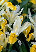 Buchara-Schwertlilie (Iris bucharica)