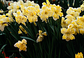 Narcissus 'Cassata'