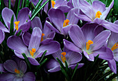 Crocus vernus