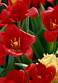 Tulipa 'Showwinner'