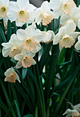 Narcissus 'Rose Caprice'