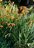 Crocosmia masoniorum