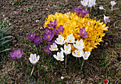 Crocus hybride