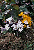 Crocus hybrid