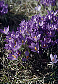 Crocus tomasinianus