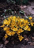 Crocus ancyrensis