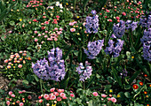 Hyacinthus 'General Köhler'