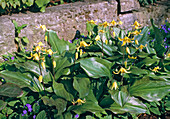 Erythronium 'Pagoda' (Dogtooth) in front of wall