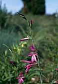 Gladiolus communis