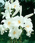 Lilium candidum (Madonnenlilie), duftend