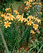 Lilium tigrinum hybrid
