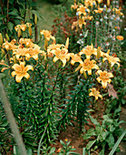 Lilium-tigrinum-Hybride