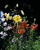 Lilium