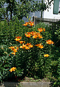 Fire lily in the garden